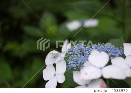 紫陽花(アジサイ) 紫陽花(アジサイ) 4588979