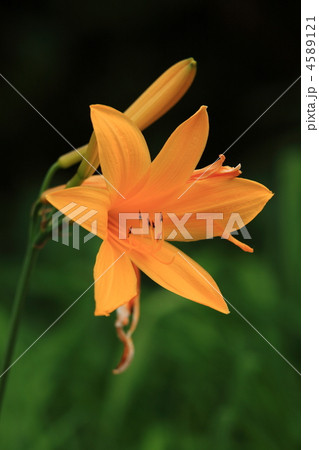 ニッコウキスゲ 4589121