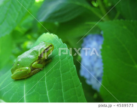 雨蛙と紫陽花 4589573