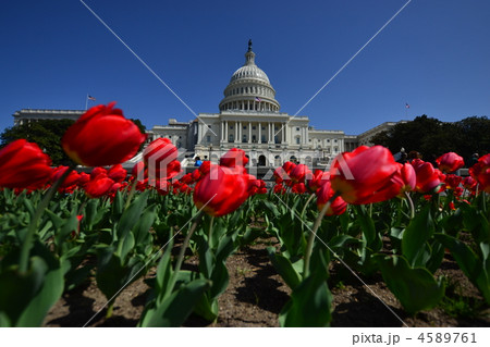 ワシントンの春 4589761