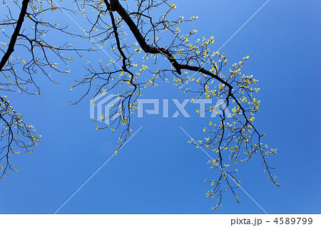皇居の半蔵濠沿いの街路樹のユリノキの若葉と青空 4589799