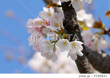 都市農業公園の淡いサトザクラの苔清水 4589841