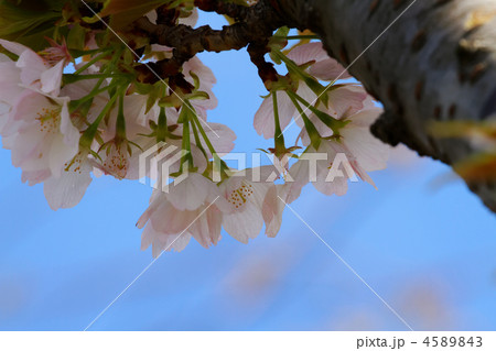 都市農業公園の淡いサトザクラの苔清水 4589843