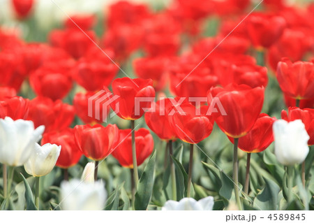 都市農業公園の鮮やかな赤色と白色のチューリップの花 4589845