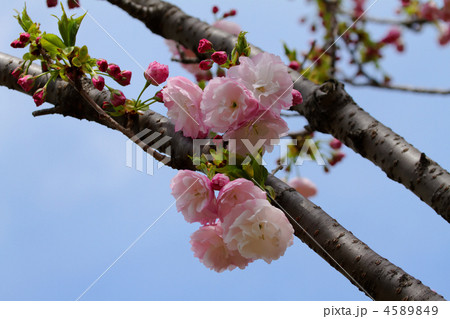 都市農業公園の咲き初めの淡い八重桜・手弱女の花と蕾 4589849
