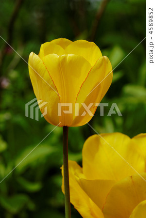 都市農業公園の黄色いチューリップの花 4589852