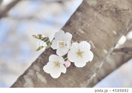 サクラ サクラ 4589892