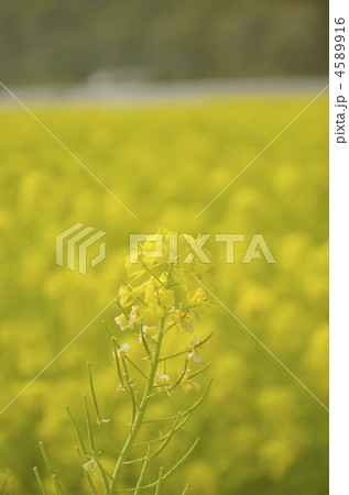 菜の花 4589916