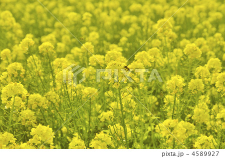 菜の花とミツバチ 菜の花とミツバチ 4589927
