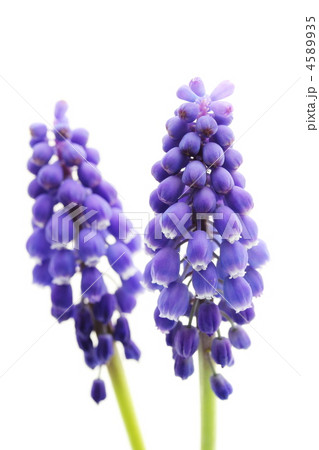 ムスカリ 4589935
