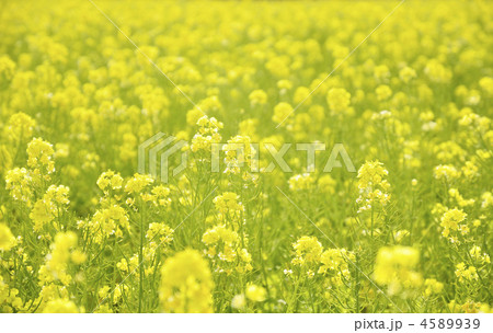 菜の花 菜の花 4589939