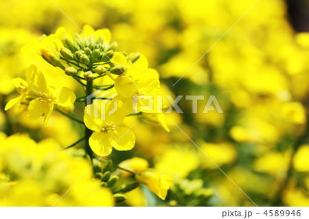 菜の花畑 4589946