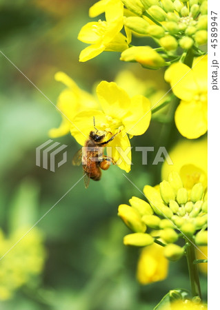 菜の花にミツバチ 4589947