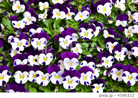 ビオラ 紫と白の写真素材