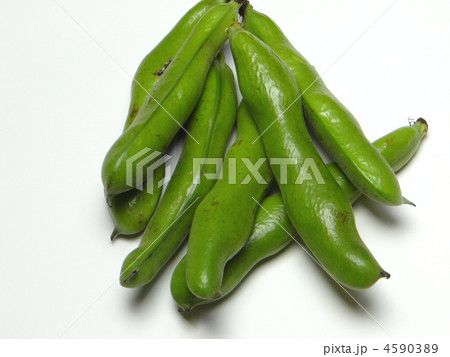 そら豆 4590389