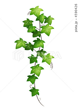 Ivy Stock Illustration