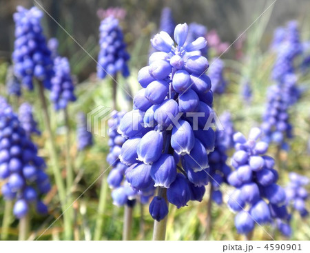 ルリムスカリ ルリムスカリ 4590901