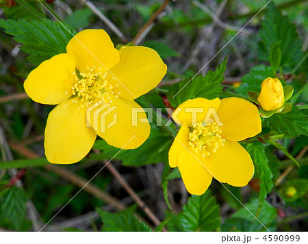 ヤマブキ ヤマブキ 4590999