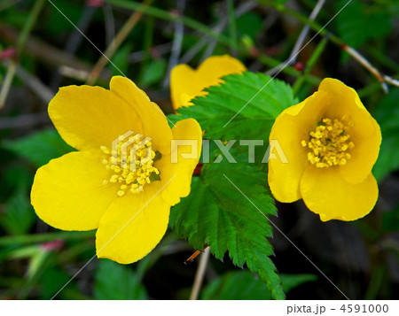 ヤマブキ 4591000