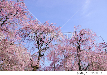 4月　八重紅枝垂ヤエベニシダレ94桜並木 4591048