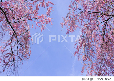 4月 八重紅枝垂ヤエベニシダレ96サクラ・バラ科 4月 八重紅枝垂ヤエベニシダレ96サクラ・バラ科 4591052