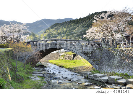 秋月の小川と桜 秋月の小川と桜 4591142