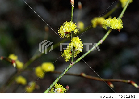 ダンコウバイ ダンコウバイ 4591261