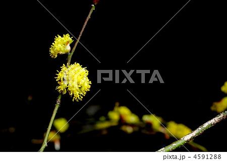 ダンコウバイ ダンコウバイ 4591288