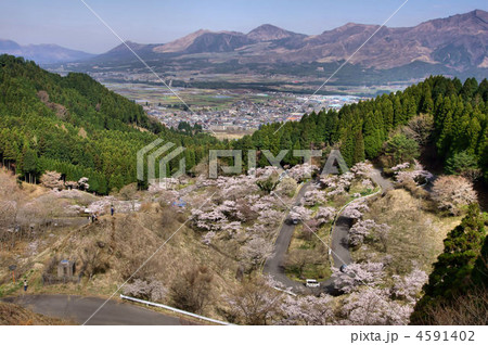 高森峠千本桜 高森峠千本桜 4591402