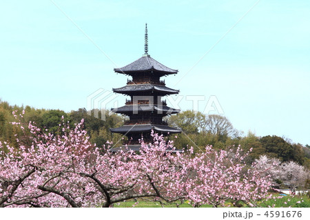 春の国分寺 春の国分寺 4591676