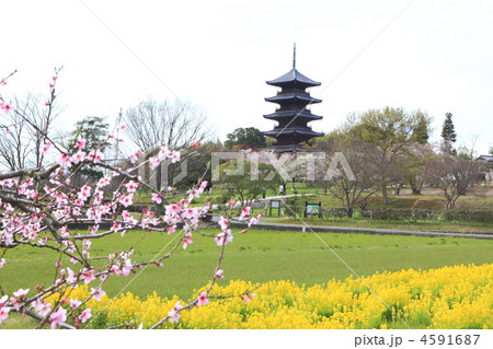 春の国分寺 4591687