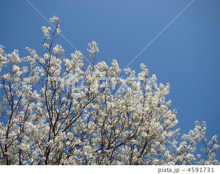 ジューンベリーの花 4591731