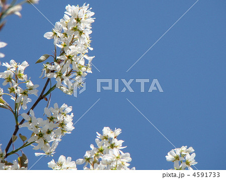 ジューンベリーの花 4591733