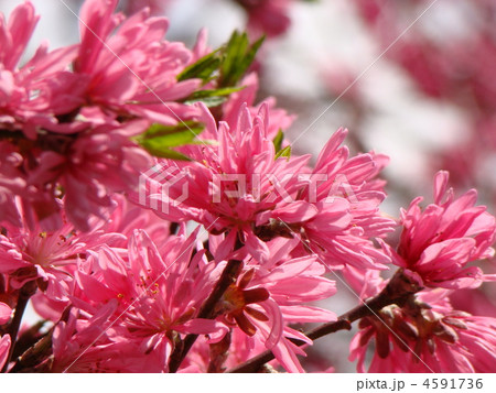 キクモモ 4591736