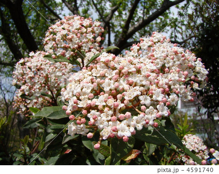 ビバーナム・ティヌス ビバーナム・ティヌス 4591740