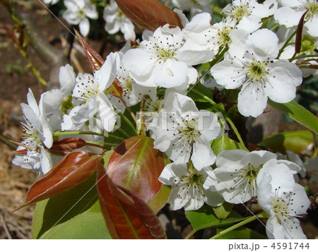 梨の花 梨の花 4591744