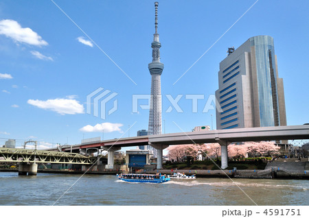 東京スカイツリーと桜 4591751