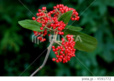 ガマズミ果実 4591772