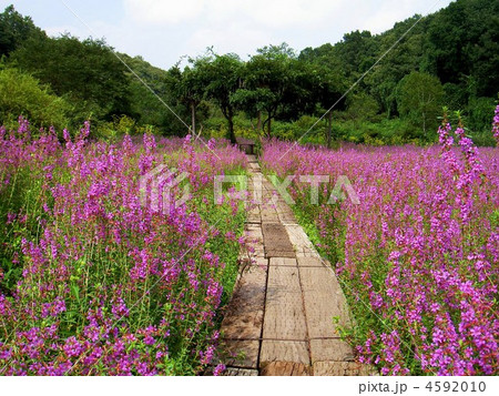 花之江の郷　ミソハギの群生 4592010