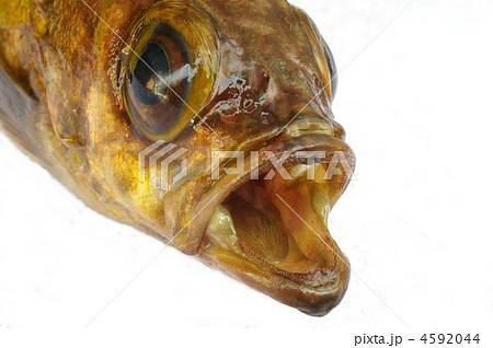 黄金メバル（頭部俯瞰・横） 4592044
