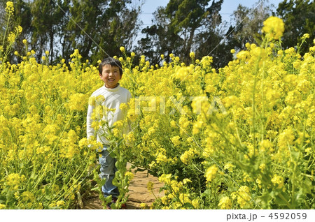 菜の花畑 4592059