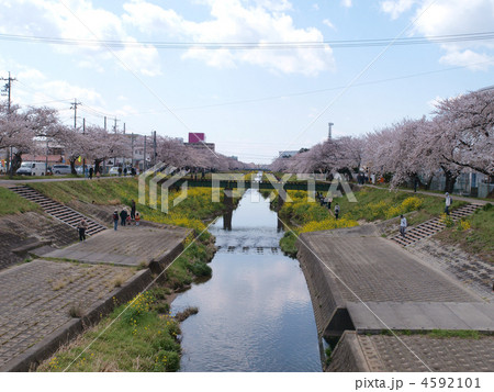 豊川・佐奈川堤 4592101