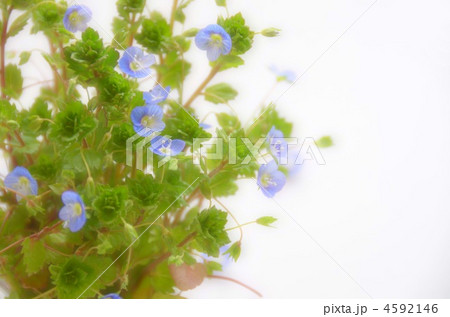 オオイヌノフグリ オオイヌノフグリ 4592146