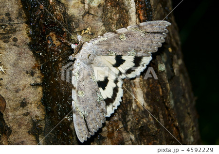 真夜中のシロシタバ 真夜中のシロシタバ 4592229