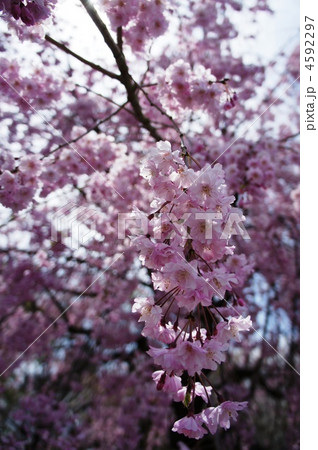 紅枝垂れ桜 4592297