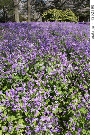 一面のムラサキハナナ 4592299