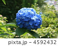 青色アジサイ 4592432