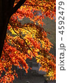 鮮やかな紅葉 4592479