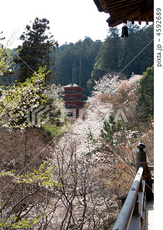 花の寺「長谷寺」五重塔 4592689