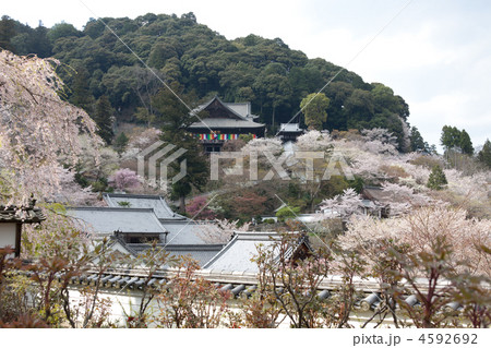 花の寺「長谷寺」 花の寺「長谷寺」 4592692